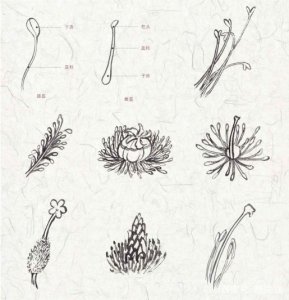 ​花蕊是花的哪个部位（科普关于花卉的结构知识）