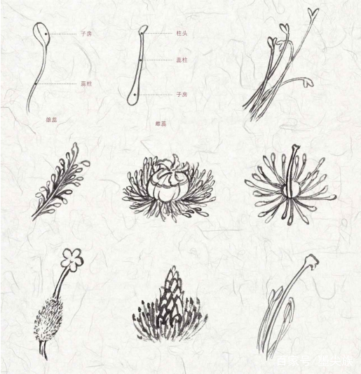 花蕊是花的哪个部位（科普关于花卉的结构知识）