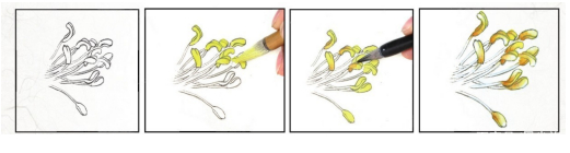 花蕊是花的哪个部位（科普关于花卉的结构知识）