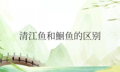 ​清江鱼和鮰鱼的区别