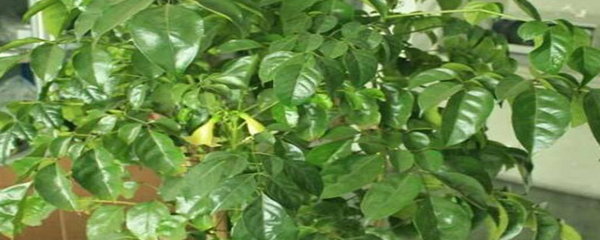 幸福树叶子下垂发蔫（幸福树叶子下垂的解决办法）