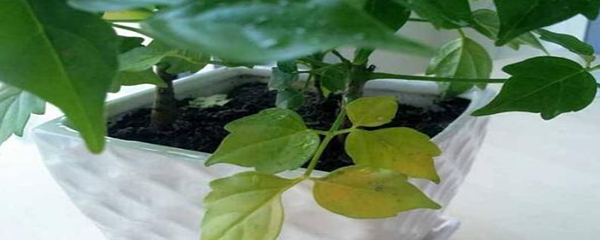 幸福树叶子下垂发蔫（幸福树叶子下垂的解决办法）