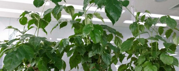 幸福树叶子下垂发蔫（幸福树叶子下垂的解决办法）