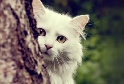 公司名字大全参考最新取名1460个