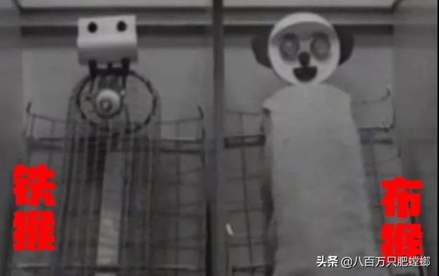 可怕的恒河猴实验（恒河猴实验到底有多变态）(2)