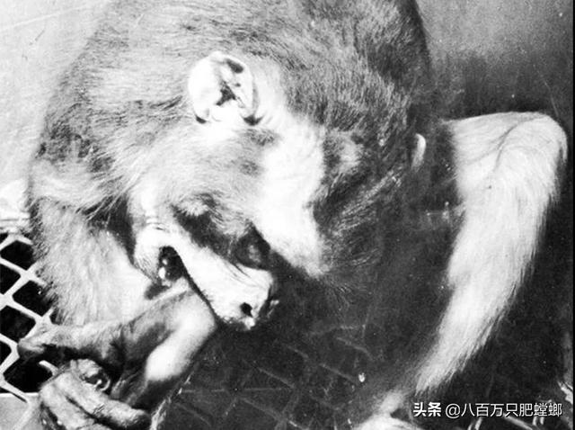 可怕的恒河猴实验（恒河猴实验到底有多变态）(6)