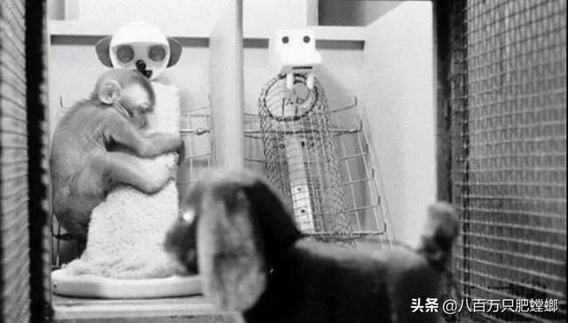 可怕的恒河猴实验（恒河猴实验到底有多变态）(4)