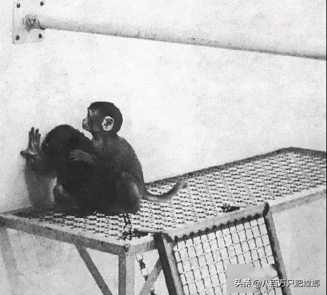 可怕的恒河猴实验（恒河猴实验到底有多变态）(7)