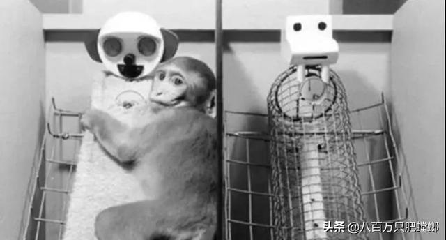 可怕的恒河猴实验（恒河猴实验到底有多变态）(3)