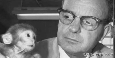 ​可怕的恒河猴实验（恒河猴实验到底有多变态）