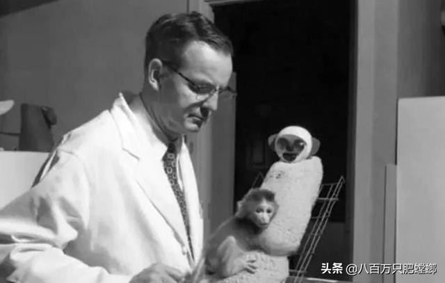可怕的恒河猴实验（恒河猴实验到底有多变态）(5)