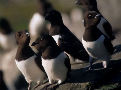 ​爱斯基摩人的“生化武器”—腌海雀