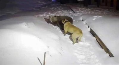 ​大凉山出现撵山狼，火烧头扫把尾，驱黑熊斗豺狼，追得野猪累趴下