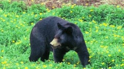 ​“东北八大神兽”虽然具有讽刺意义，也确实接地气！