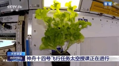 ​中国人的“太空菜园”种了啥？揭秘→