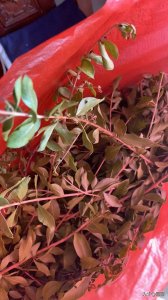 ​手把手教你自制纯植物染发膏——告别白头发的烦恼