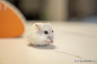 ​什么小宠物好养又干净呢？