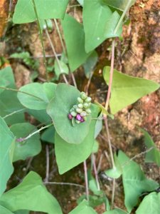 ​杠板归，老人俗称“蛇退草”，大家对它很厌烦，殊不知其价值珍贵