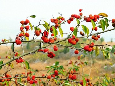 ​被遗忘的柘树：具有多重价值的乡土树种