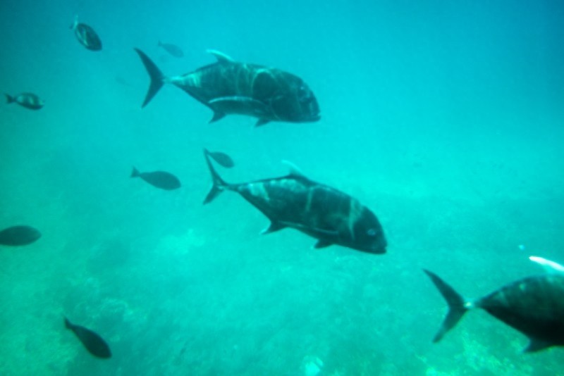 蓝梦岛又称“恶魔的眼泪”，迷人的危险，却美得像梦境