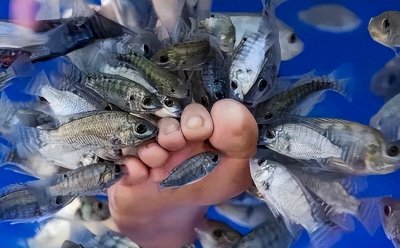 ​足疗鱼有多恐怖？吃脚皮只是无奈之举，死后还要被制成小鱼干？