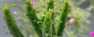 ​光棍树怎么养