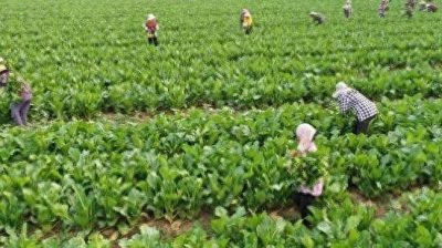 ​河南蔬菜第一强县，扶沟县为什么这么厉害