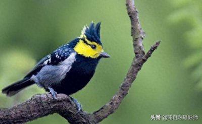 ​黄颊山雀，中国山雀科鸟类您认识吗？