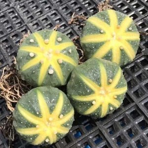 ​5种“球球花”，长得像足球，开花以后太美了，看看你养过吗