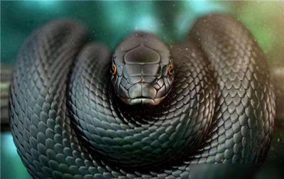 ​1天咬死36人，打17支血清都无济于事，锯鳞蝰为何成为世界杀人王