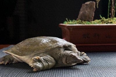 ​快接收这份甲鱼饲养大全！