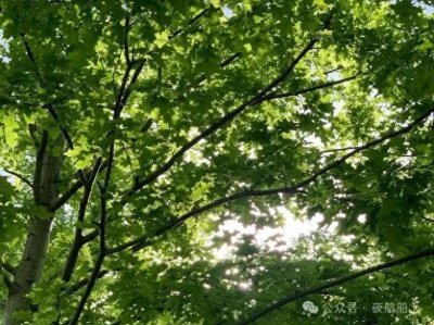 ​以通州金沙一带的姓氏为例，说说旧时家谱中的字辈、排行