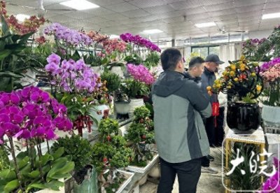 ​合肥年宵花市场火爆   品种服务都上新