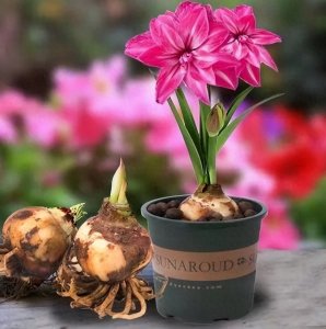 ​朱顶红有毒，居家养殖一定要注意这几点