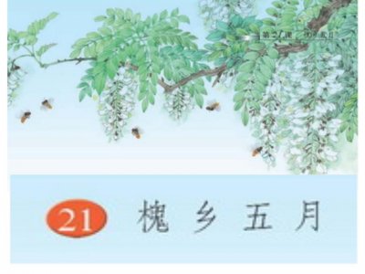 ​槐花：你还记得小学的课文《槐乡五月》吗？