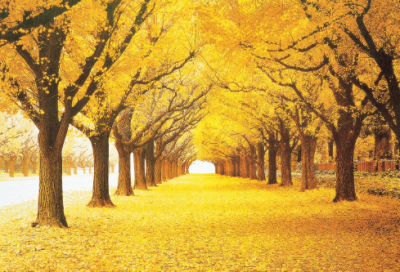 ​如果爱情可以解释的话（精选83句）