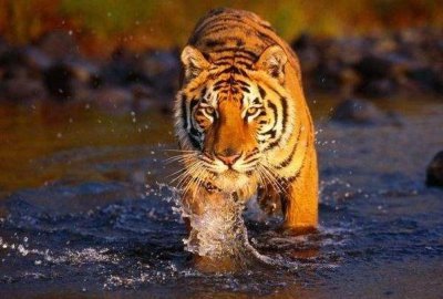 ​春蚕到死丝方尽：致1986年“寅虎”的一生命运，家有属虎的速来看