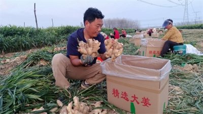 ​“中原贡品”张良姜喜获丰收