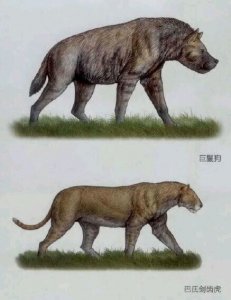 ​中国史前猛兽——巨鬣狗