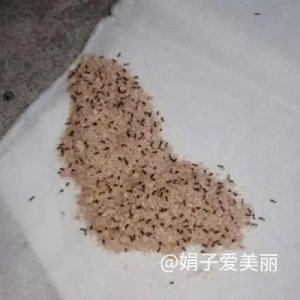 ​天哪！家里怎么会有蚂蚁