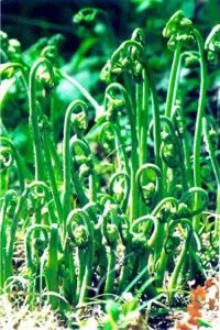 ​中国特色山野美食《蕨菜》