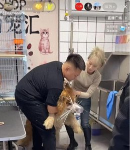 ​潘宏爱玩狗突然清空所有视频，千万粉丝账号要玩没了