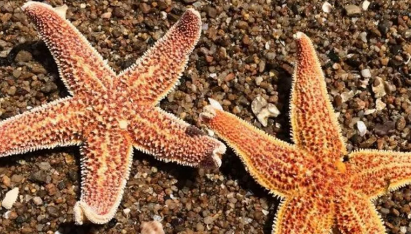 海星里面的黑色的是什么东西,海星里面的黑色的是什么东西能吃吗图3