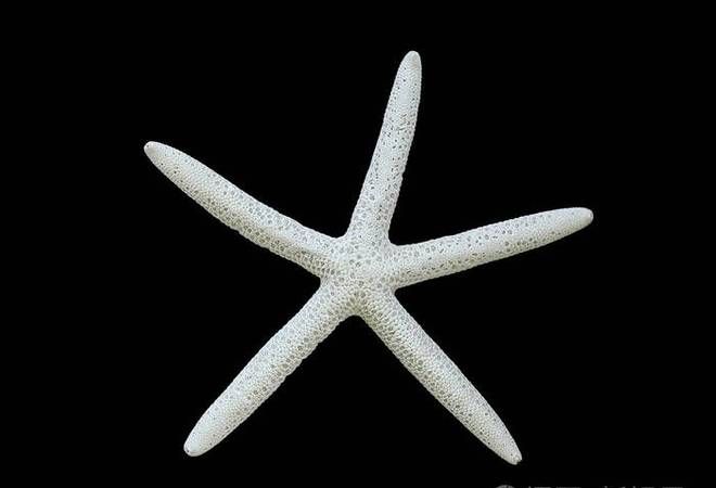 海星泡酒需要把里面黑色的东西弄出来吗