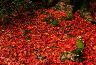 ​爱情文字(总共80句)