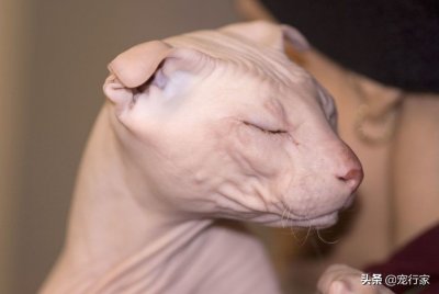 ​哪种猫不掉毛又好养还温顺（养猫之后，家里猫毛太多受不了？原来还有这8种不