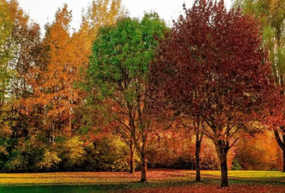 ​与爱情有关的谚语，爱情的谚语(67句)