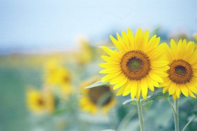 ​诗意古风爱情句子99句