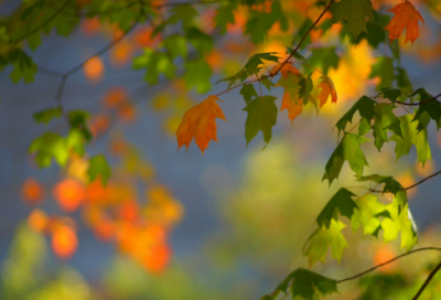 ​关于爱情的格言英文，英语格言爱情(72句)