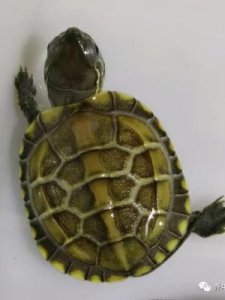 ​金线龟怎么养(金钱龟为何很多人不养)